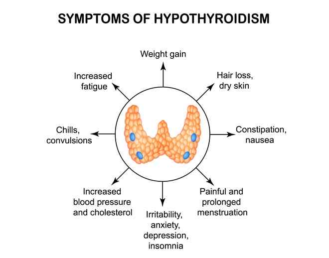 thyroid gland and symptoms of hyperthyroidism are mentioned with it