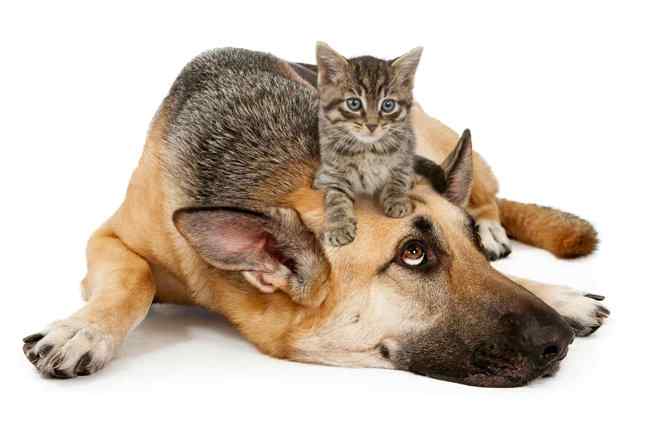 a dog with a cat sitting on its head